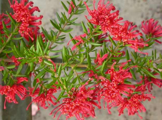 Grevillea New Blood