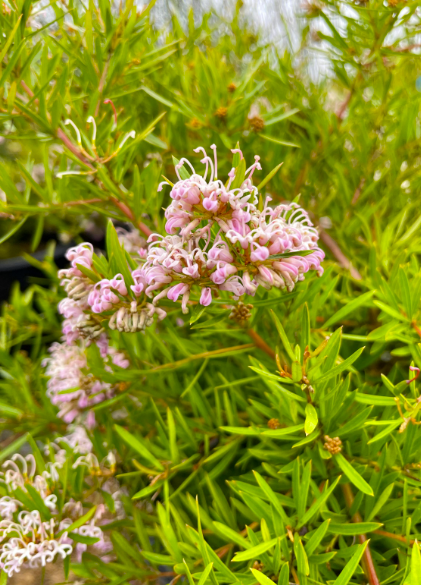 Grevillea Pink Midget