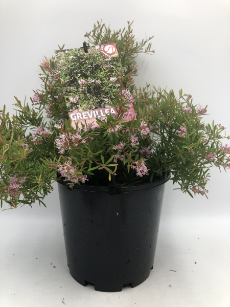 Grevillea Pink Midget