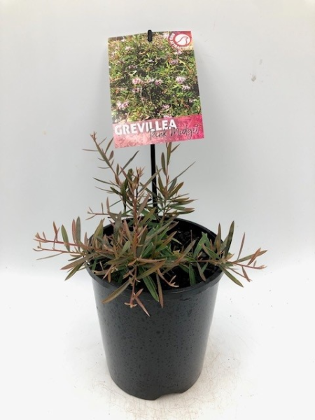 Grevillea Pink Midget