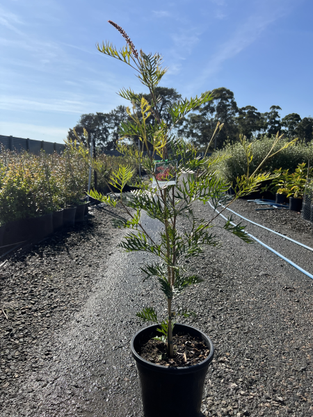 Grevillea Robyn Gordon