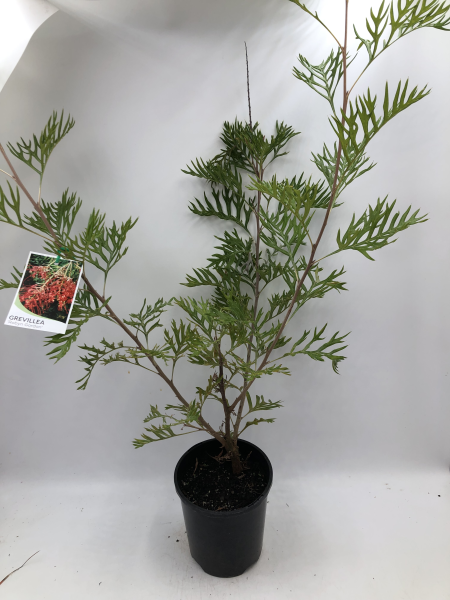 Grevillea Robyn Gordon