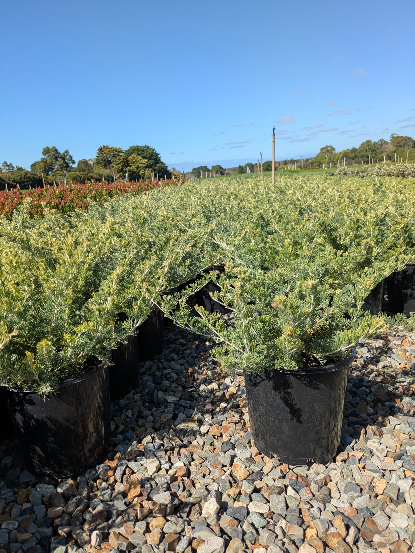 Grevillea Sea Spray