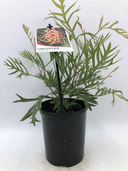 Grevillea Superb