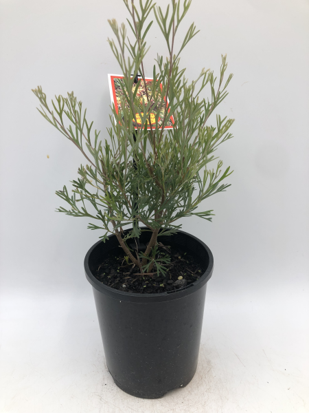 the plant broker