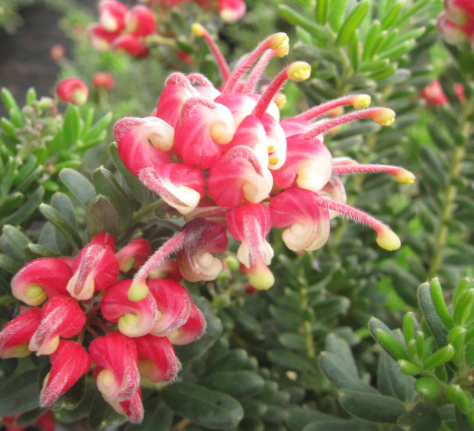 Grevillea Winter Wonder