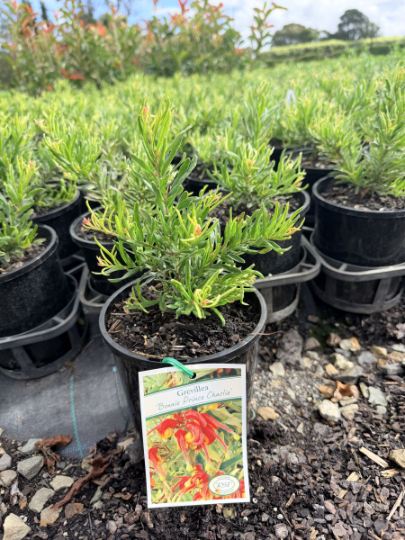 Grevillea Bonnie Prince Charlie