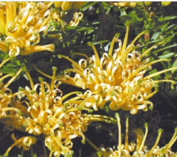 Grevillea juniperina Prostrate Gold