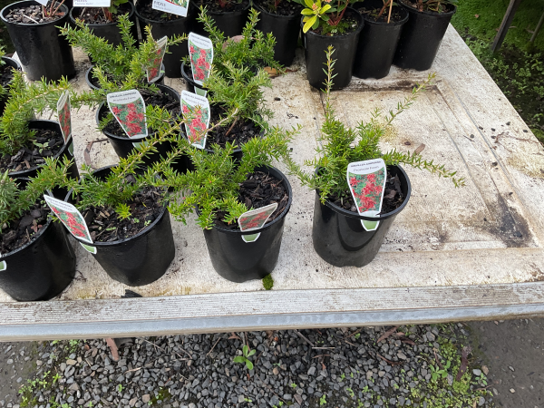 the plant broker