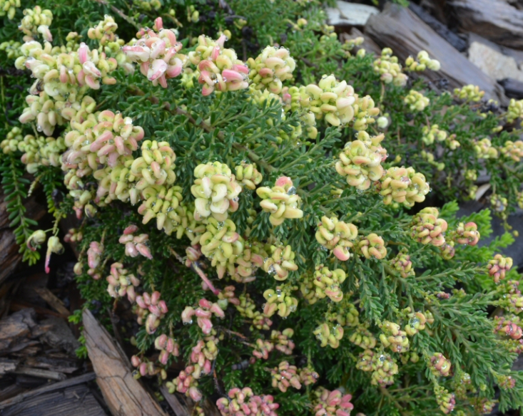 Grevillea lanigera Fine Leaf Dwarf Form