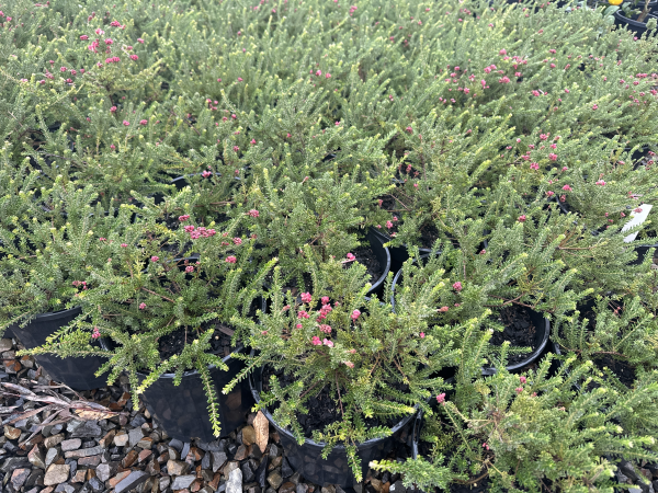 Grevillea lanigera Fine Leaf Dwarf Form