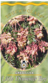 Grevillea lanigera Little Drummer Boy