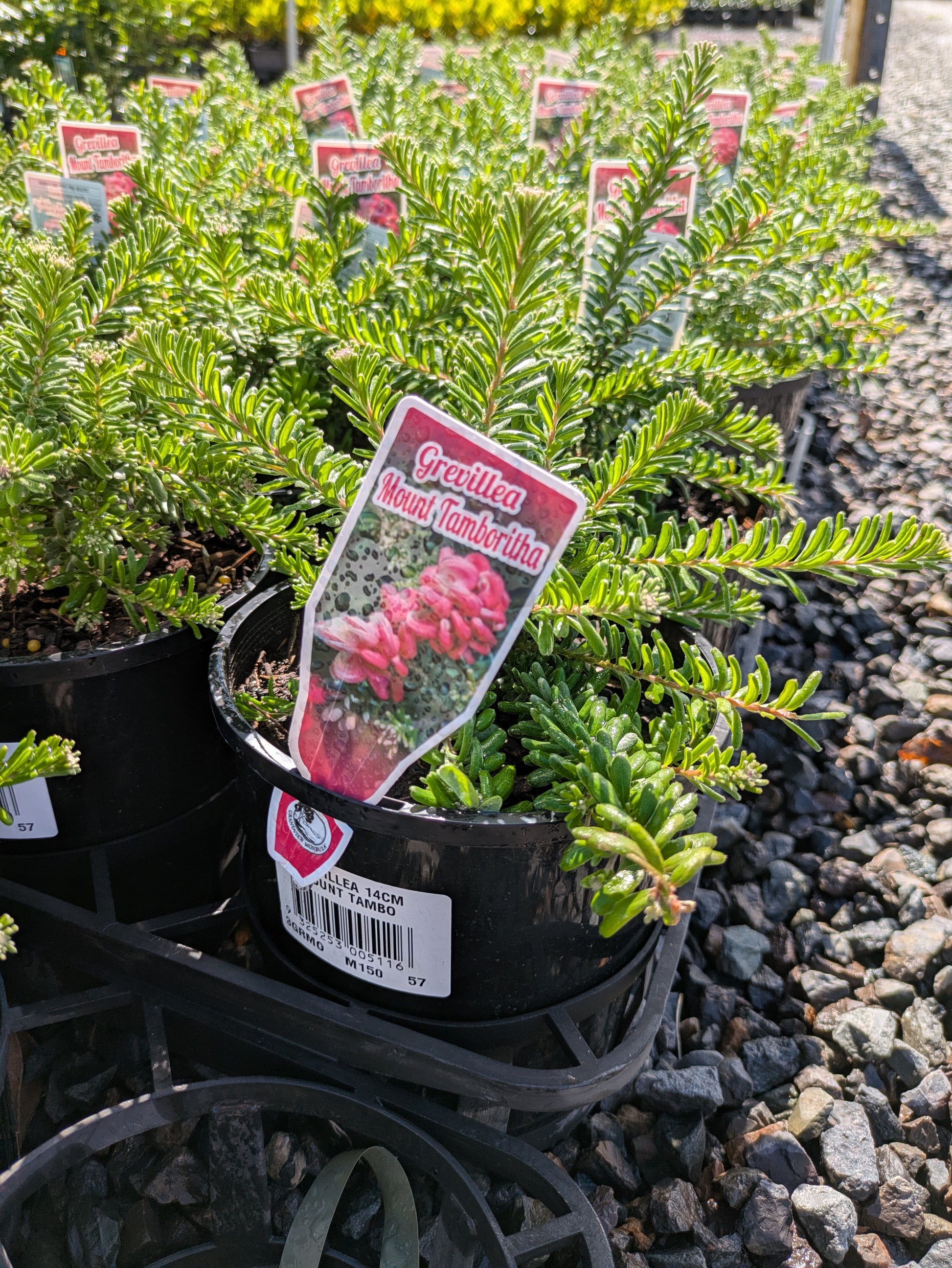 the plant broker
