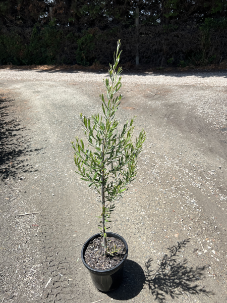 Grevillea olivacea Orange