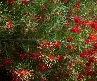 Grevillea olivacea Red