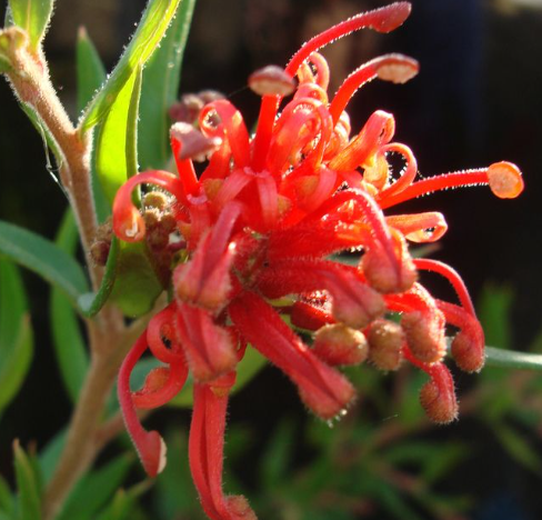Grevillea rhyolitica x juniperina (TWD01)  CHERRY CLUSTER™