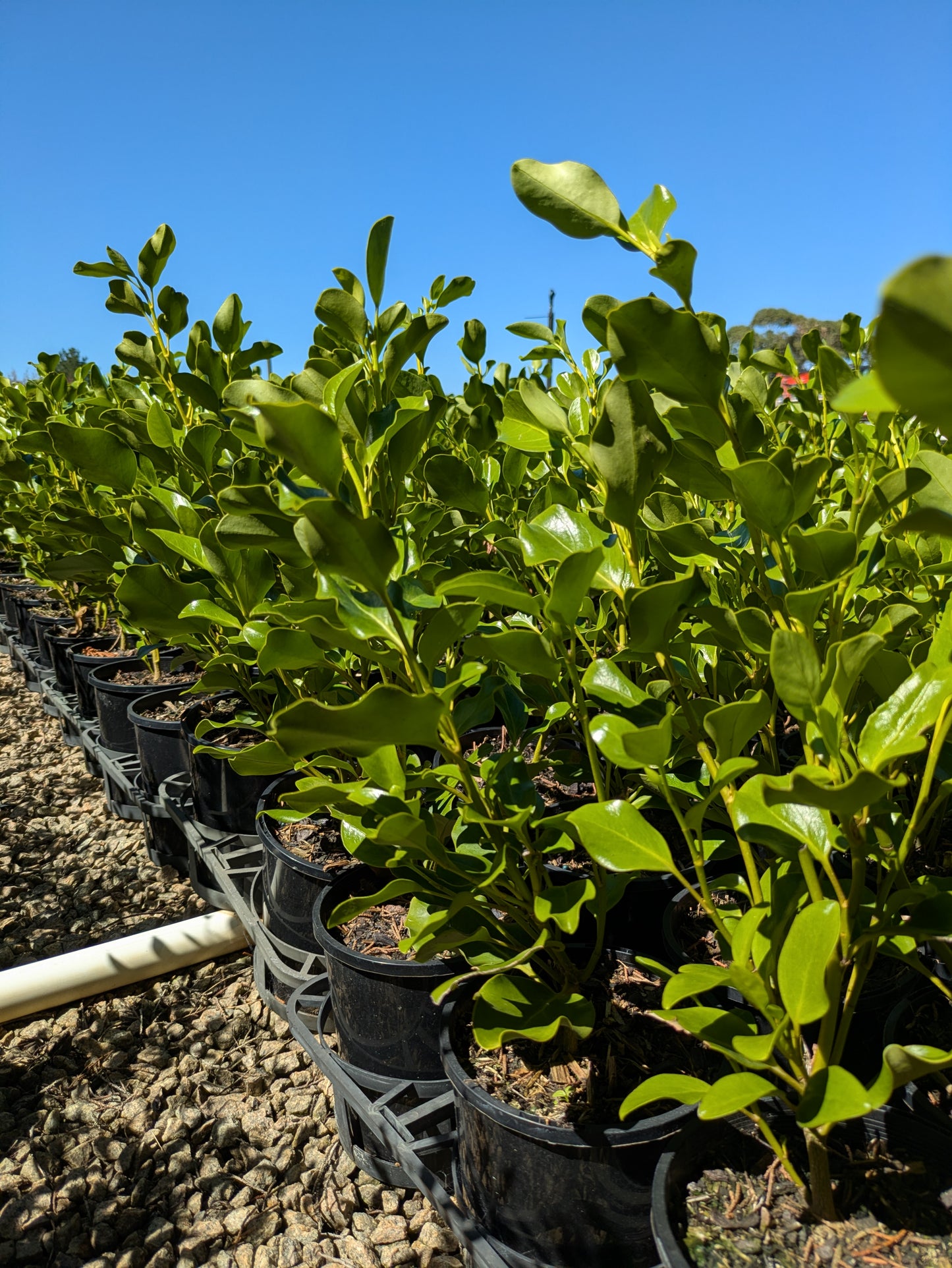 Griselinia littoralis