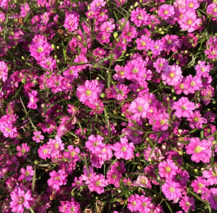 Gypsophila muralis Gypsy Pink