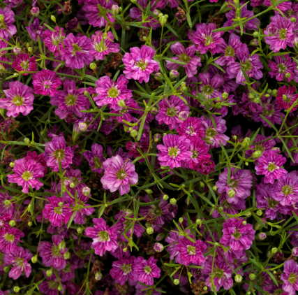 Gypsophila muralis Gypsy deep Rose