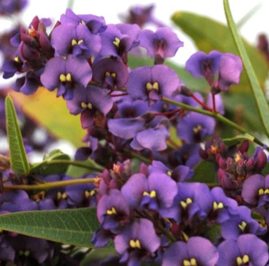 Hardenbergia violacea Purple Spray