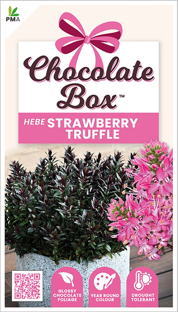 Hebe CHOCOLATE BOX™ ‘Strawberry Truffle’