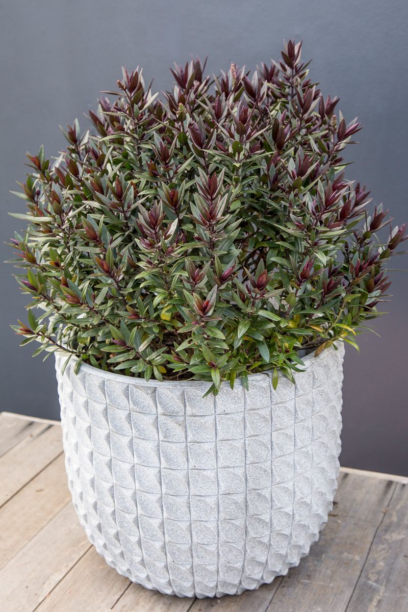 the plant broker