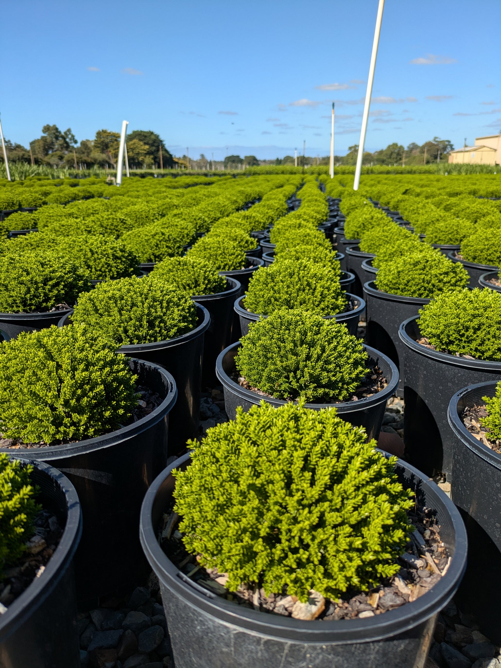 the plant broker