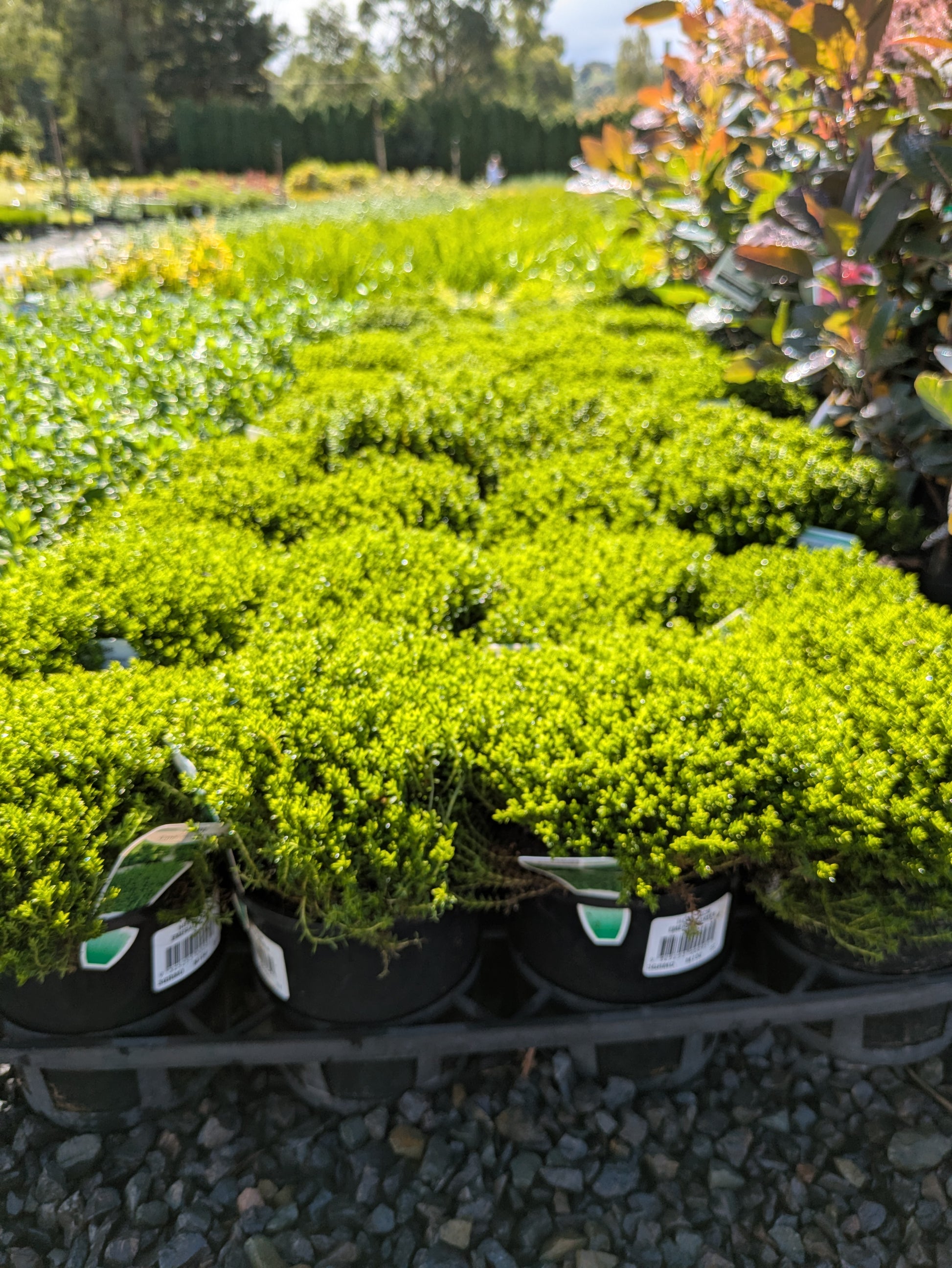 the plant broker