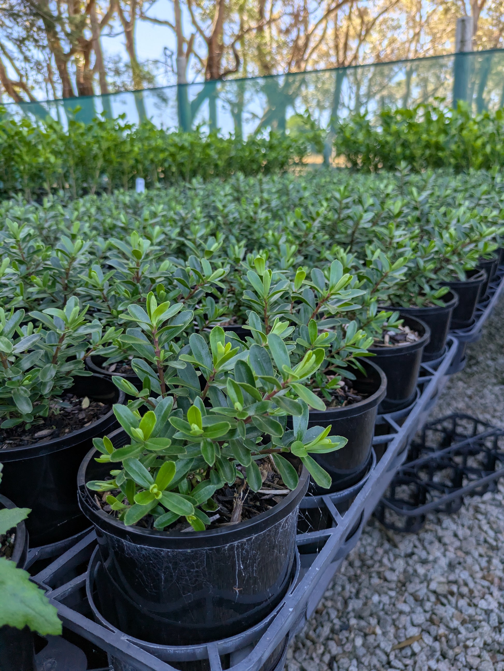 the plant broker