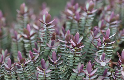 the plant broker