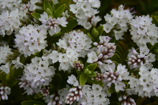 Hebe Wiri Mist