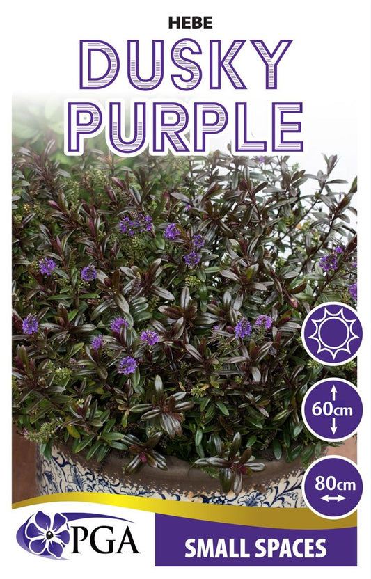 Hebe ‘Dusky Purple’