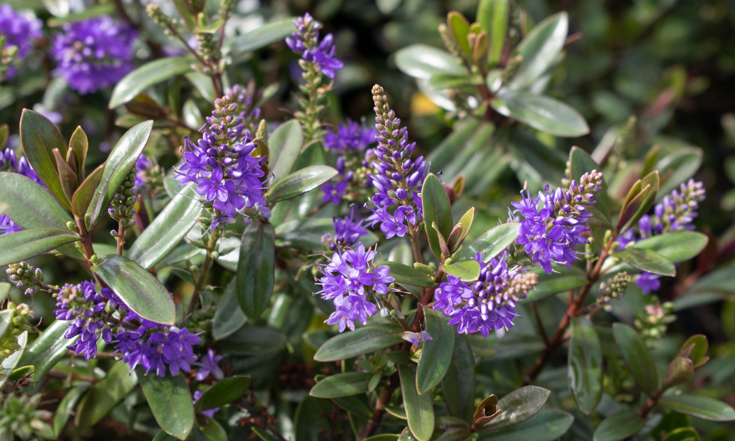 Hebe ‘Dusky Purple’
