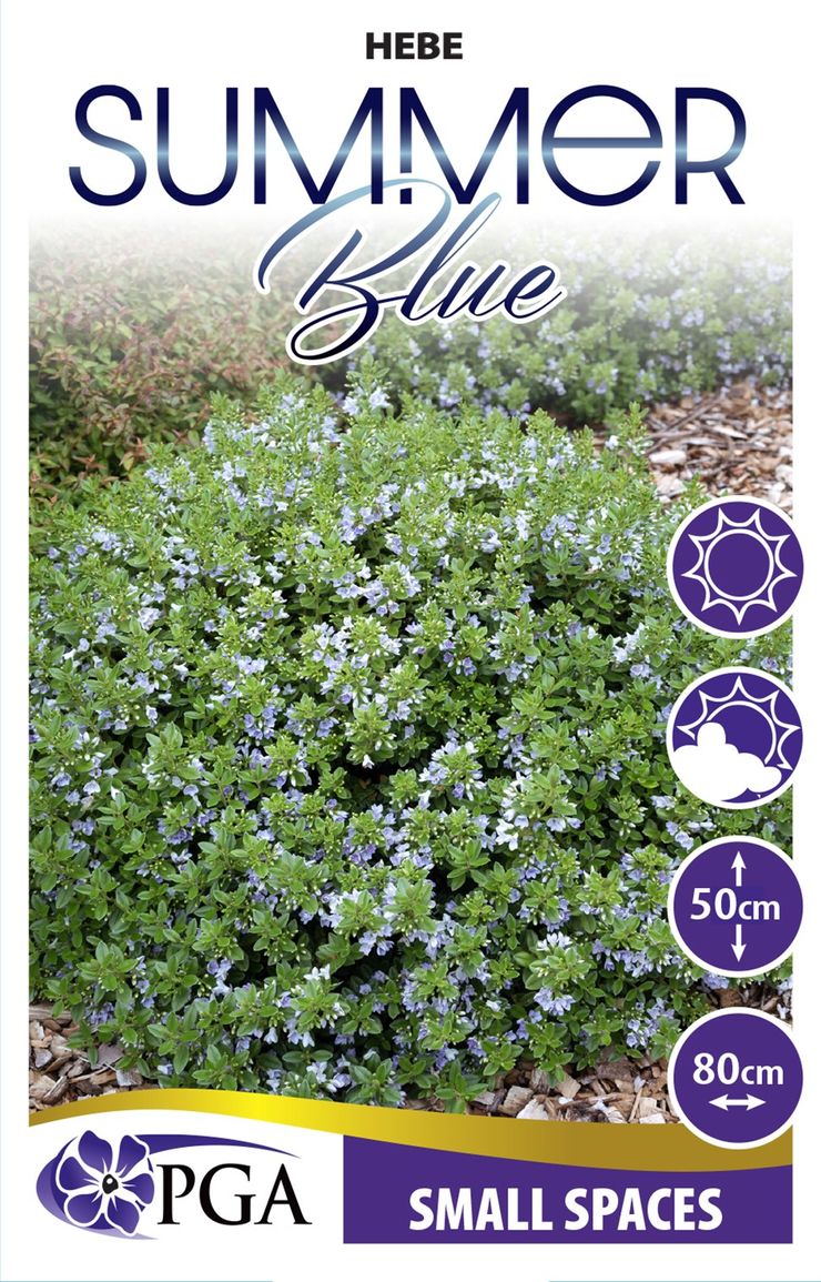 Hebe ‘Summer Blue’