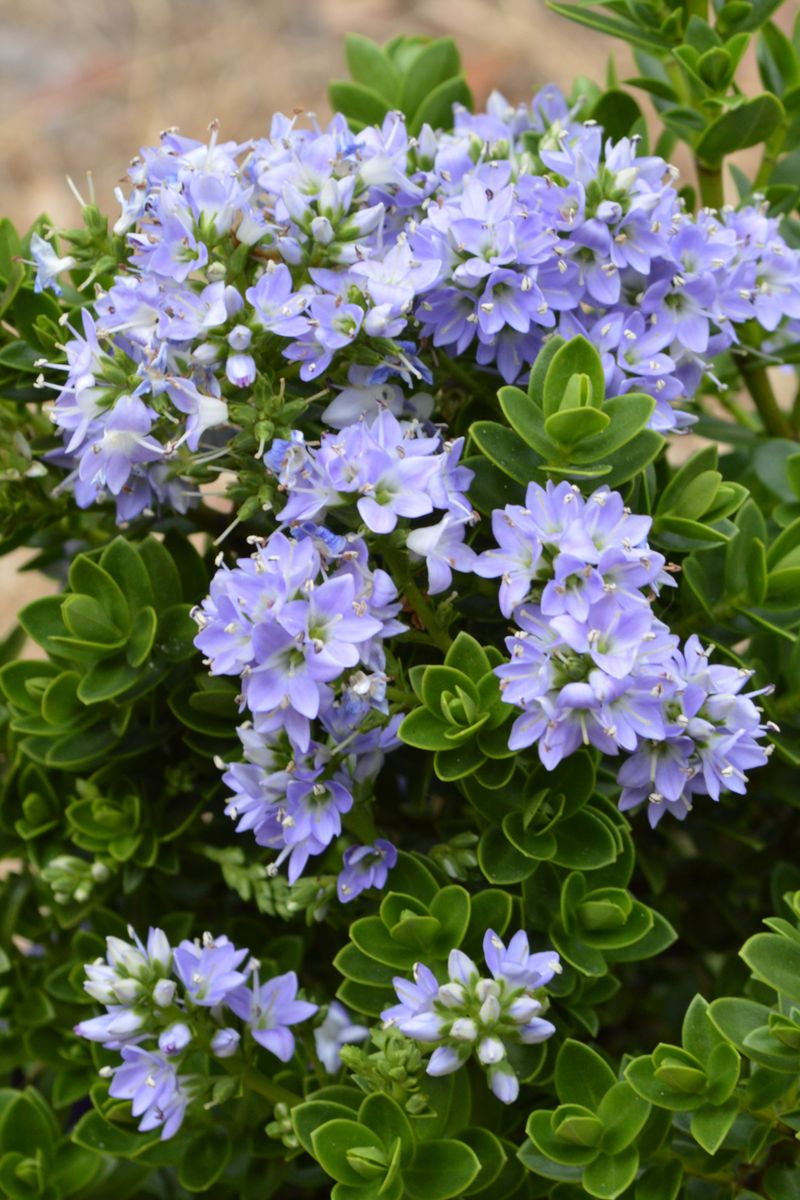 Hebe ‘Summer Blue’