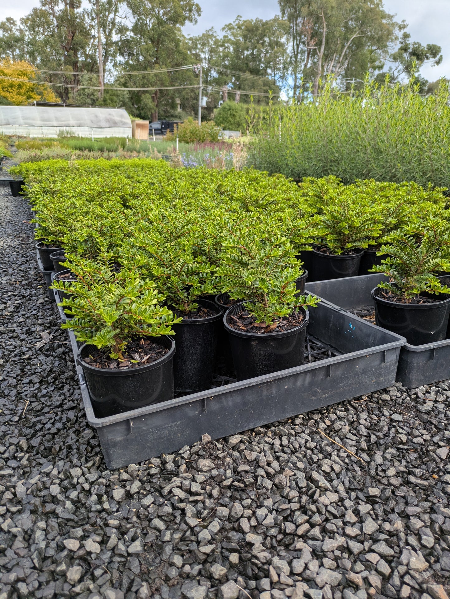 Hebe buxifolia