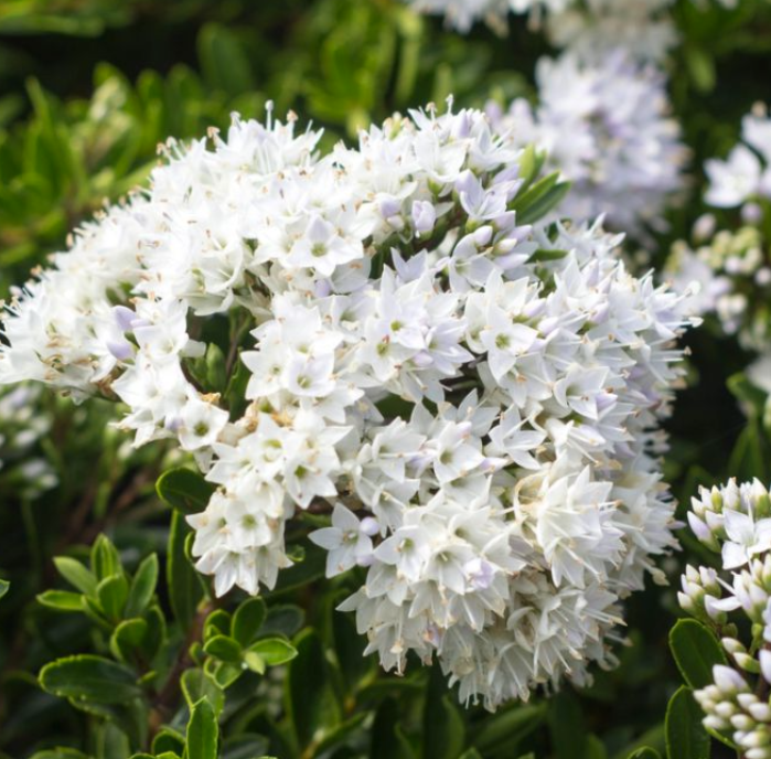 Hebe buxifolia
