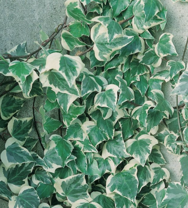 Hedera canariensis Variegata Ivy