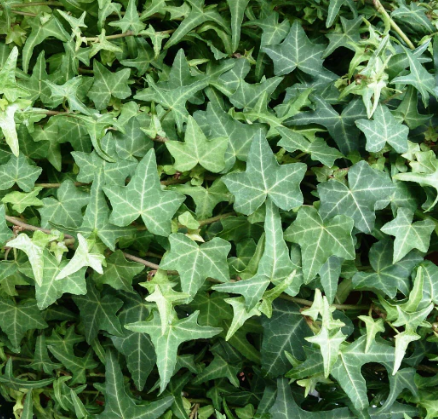 Hedera helix Pittsburgh Ivy