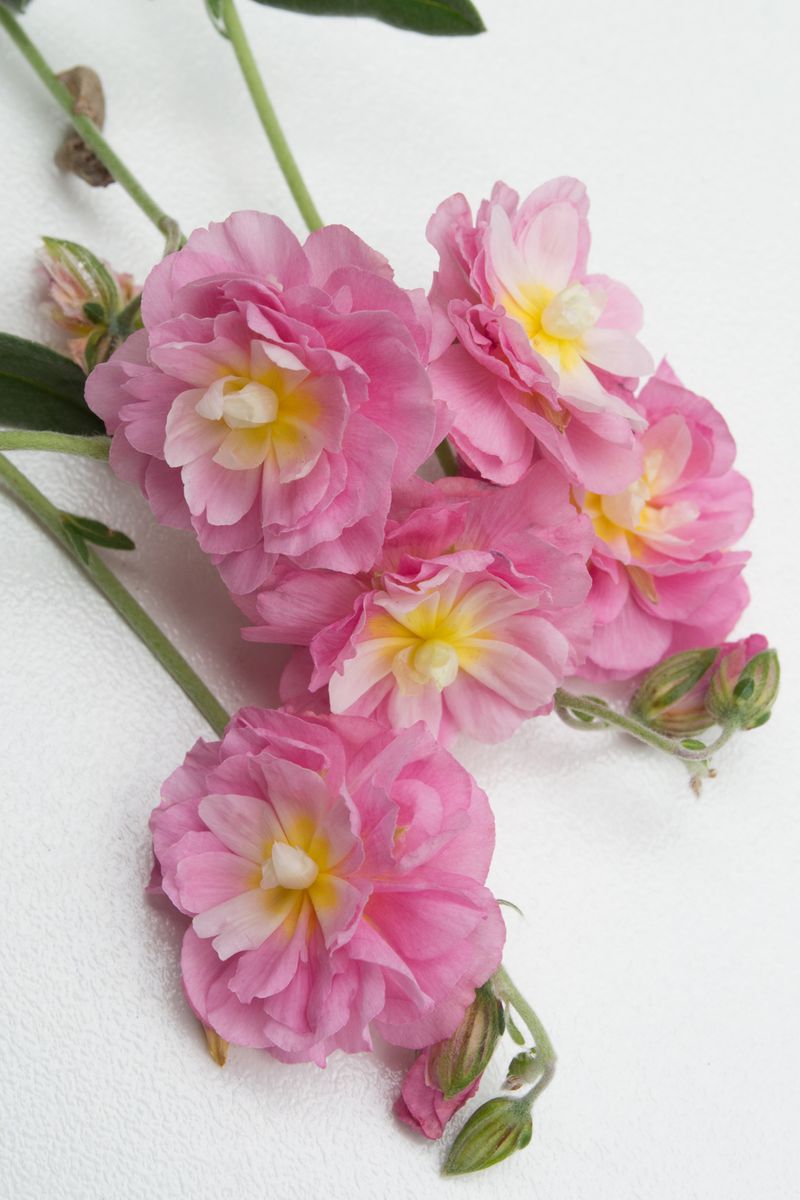 Helianthemum ‘Pink Angel Sunrose’