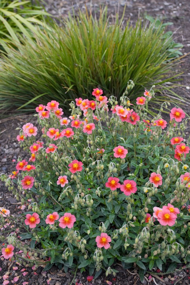 Helianthemum ‘Pink Sunrose’