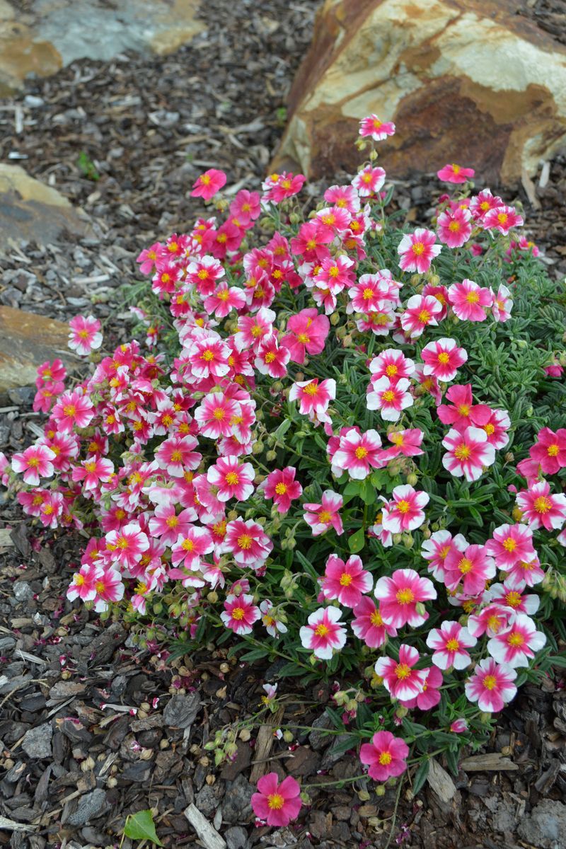 Helianthemum ‘Raspberry Ripple’