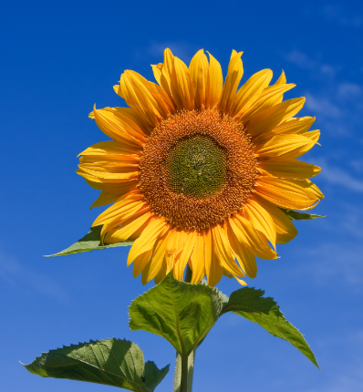 Helianthus annuus