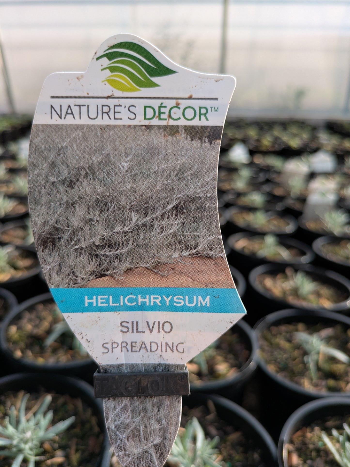 Helichrysum Silvo Spreading