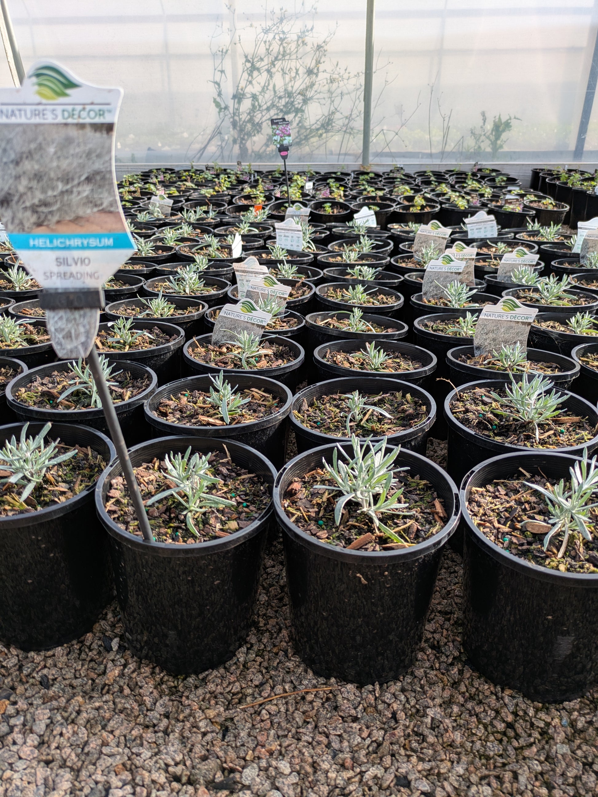 the plant broker