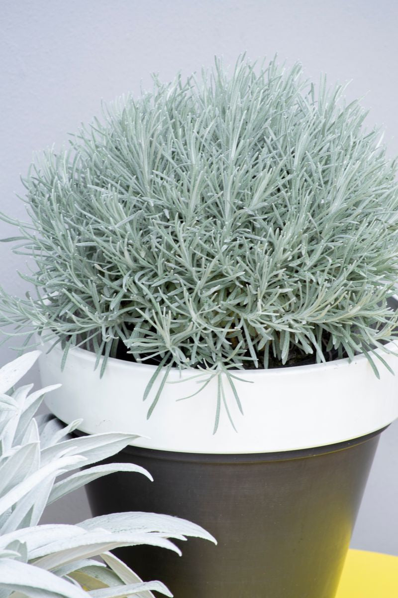 the plant broker