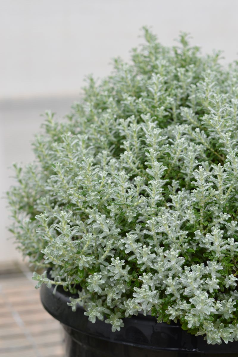 Helichrysum ‘Licorice