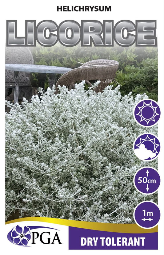 Helichrysum ‘Licorice