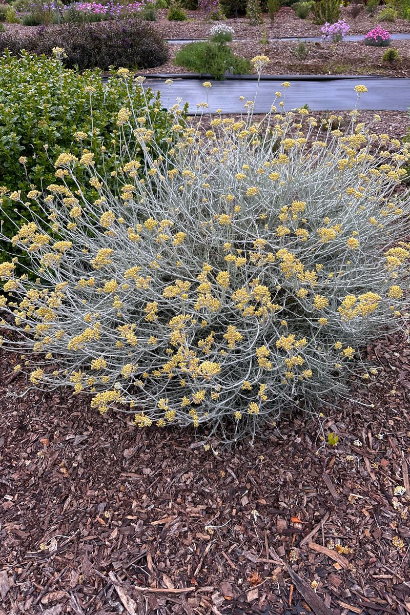Helichrysum ‘Silvio’