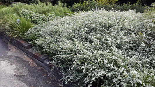 Helichrysum petiolare
